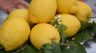 Amalfi-Positano-Lemons-1000px-opt